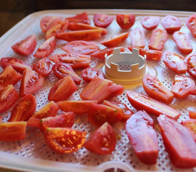 Tomato pieces sitting on the white dehydrator trays.