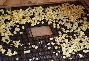Spreading kernels on a dehydrator tray.