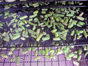 Small green bean pieces spread evenly over the dehydrator trays.