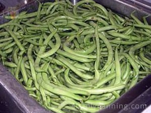 Whole green beans being washed in the sink.