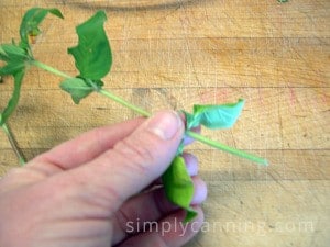 Pulling herb leaves off herb stems by hand.