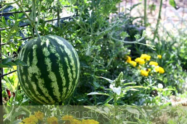 beautiful watermelon growing