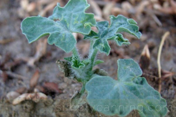 small watermelon plant