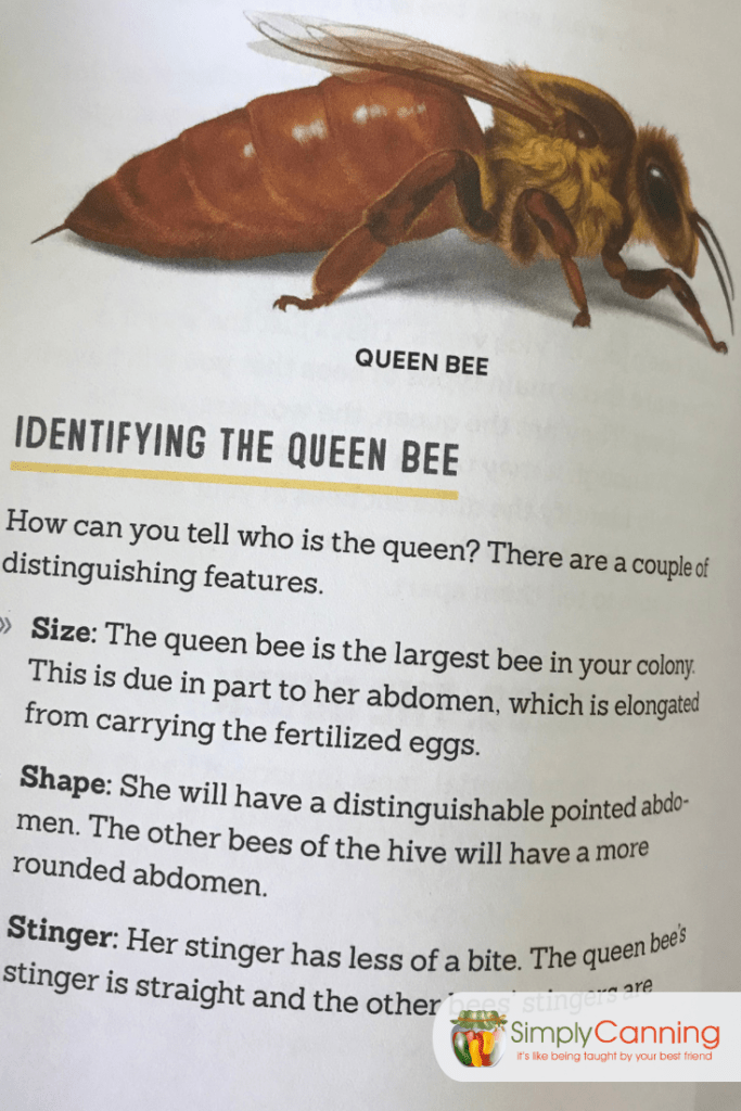 Interior page identifying the queen bee with size, shape, and stinger.