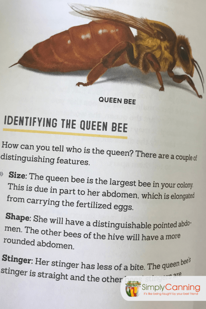 Beekeeping-6