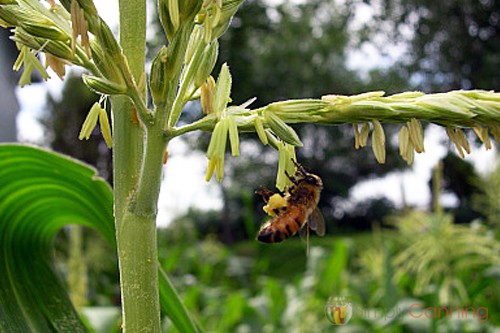 A honeybee pollinating a plant in the garden.