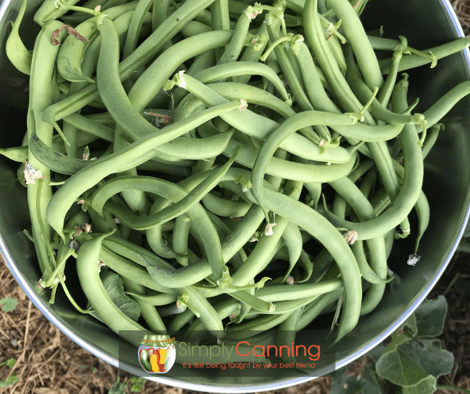 A stainless steel bowl of fat freshly picked green beans.