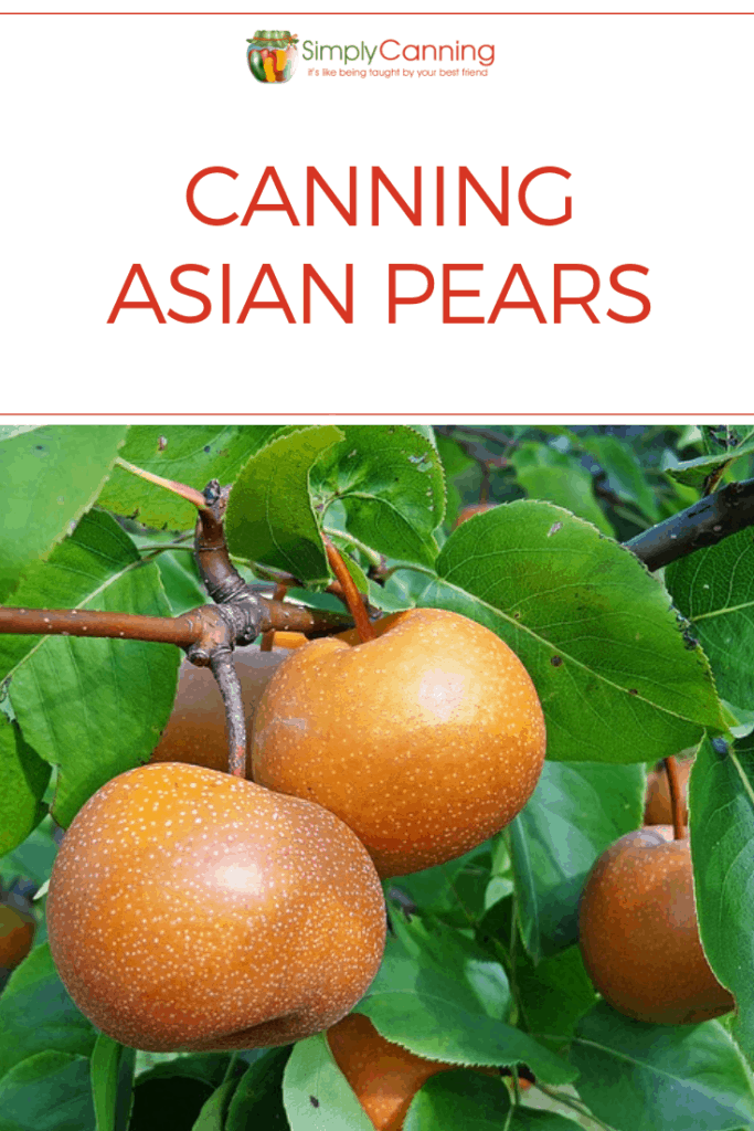 Canning Asian Pears