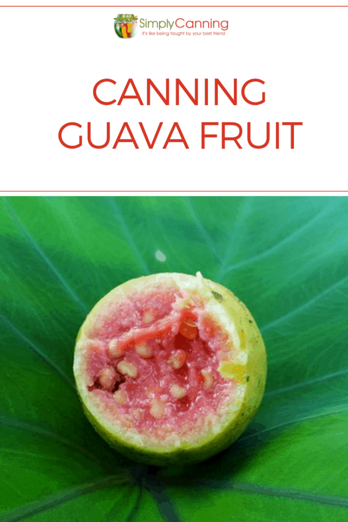 Canning Guava Fruit