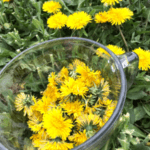 Picking a bowl of dandelion flower heads from the field.