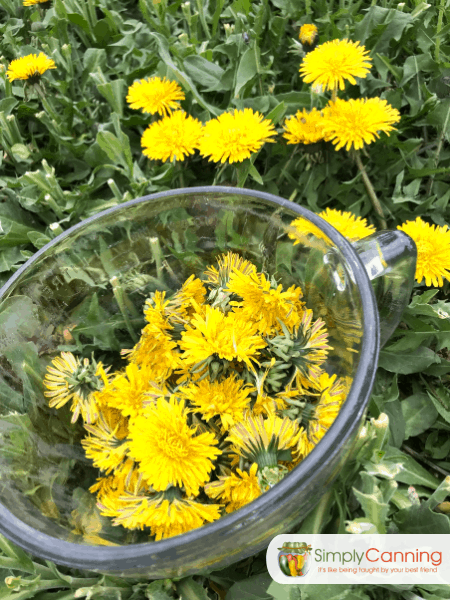 Picking a bowl of dandelion flower heads from the field.