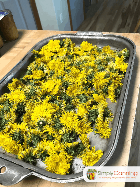 A layer of dandelions on a tray.