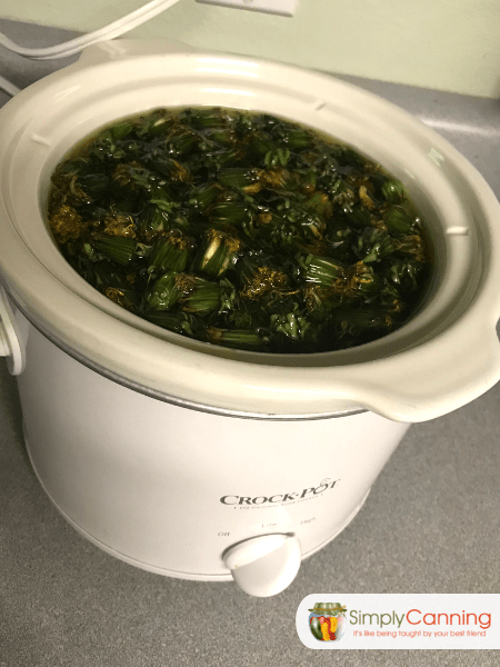 Dandelions and oil cooking in the Crockpot.