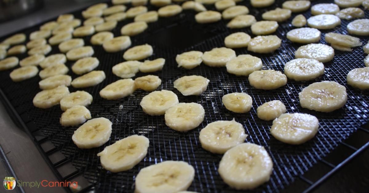 Slices of fresh bananas on a dehydrator tray.