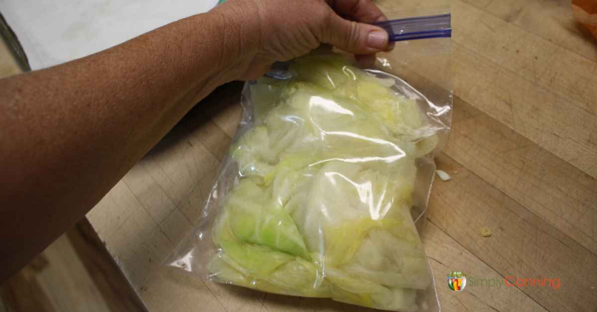 Packing a freezer bag full of blanched cabbage leaves.
