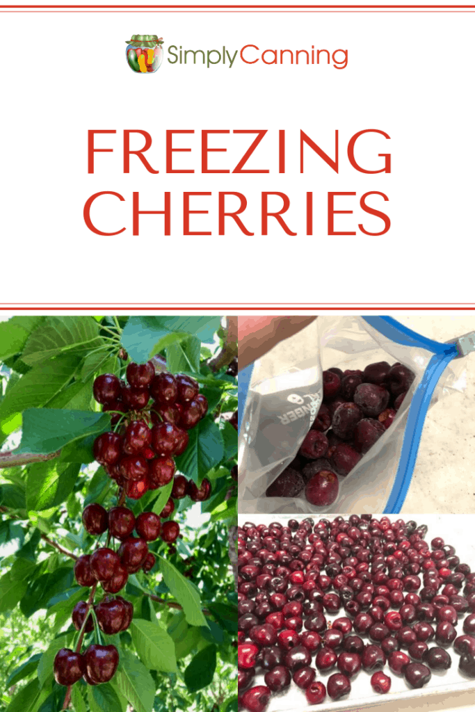 Freezing cherries pin1