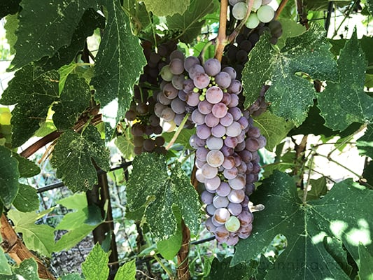 A clump of light purple grapes still on the vine.