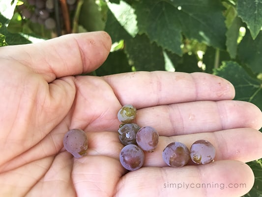 Freshly picked grapes in the hand with the vines in the background.