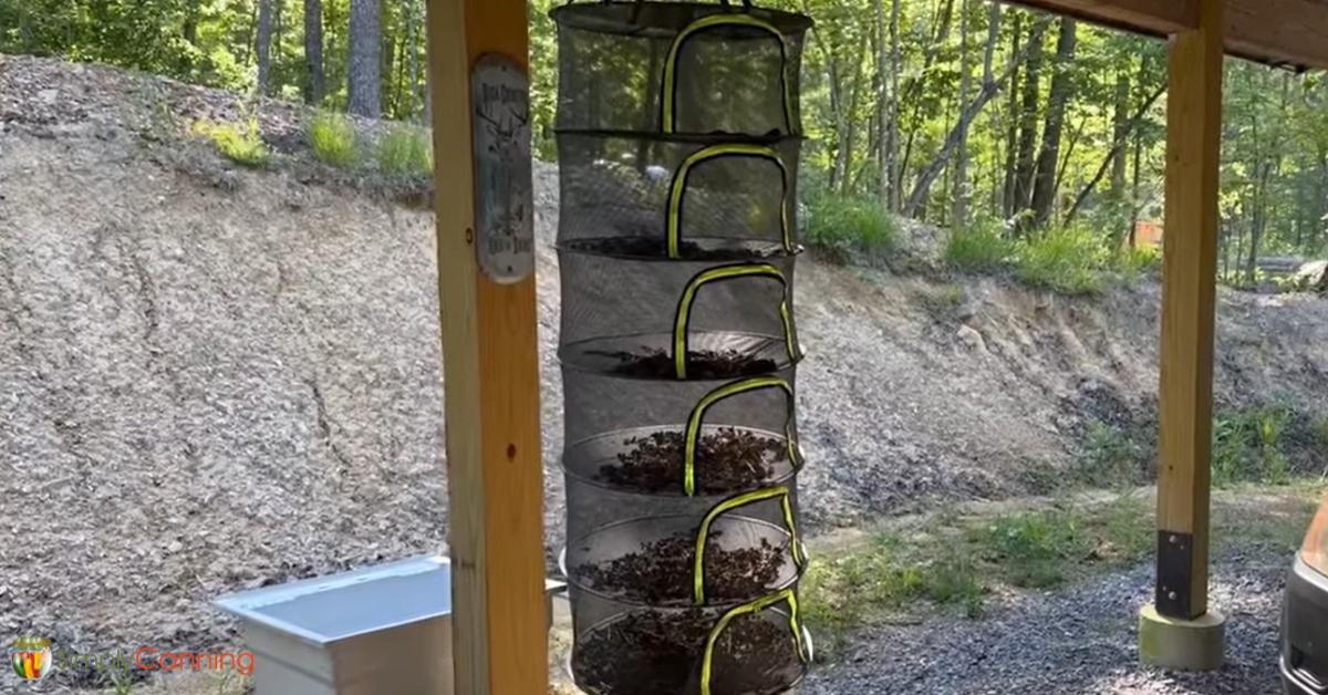 A tall black mesh cylinder with trays separating different levels of drying herbs. It is hanging under a carport.