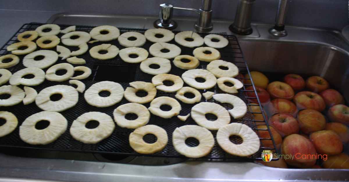 Apple rings drying on a tray next to the sink full of whole apples.