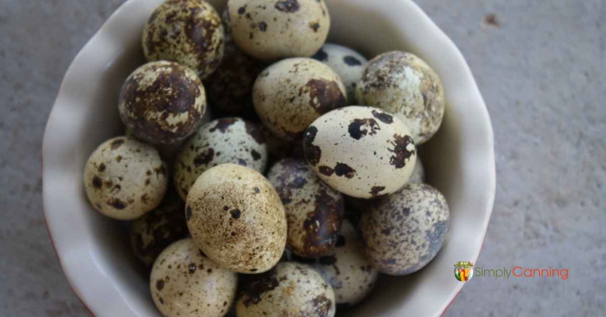 A bowl filled with speckled quail eggs.
