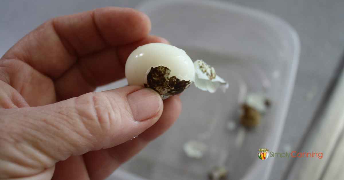 Peeling a tiny hardboiled quail egg.