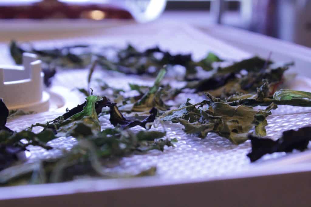 Dried up kale leaves sitting on the dehydrator trays.