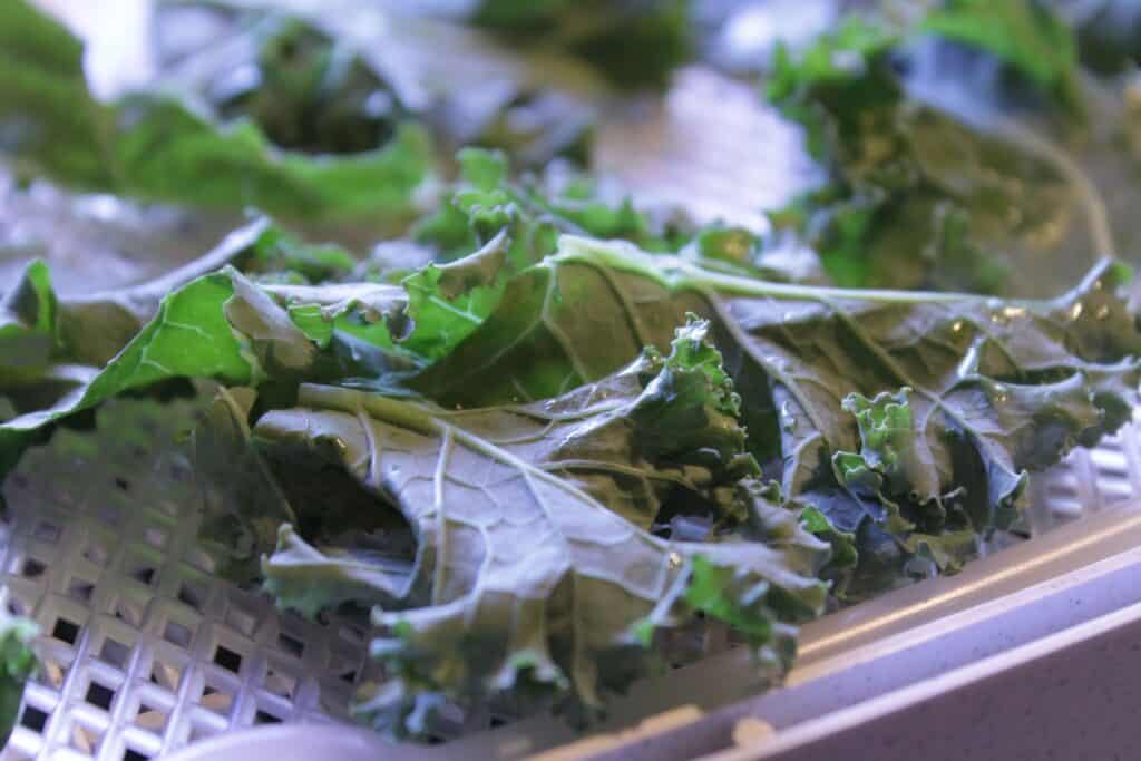 Raw kale leaves spread over the white dehydrator trays.