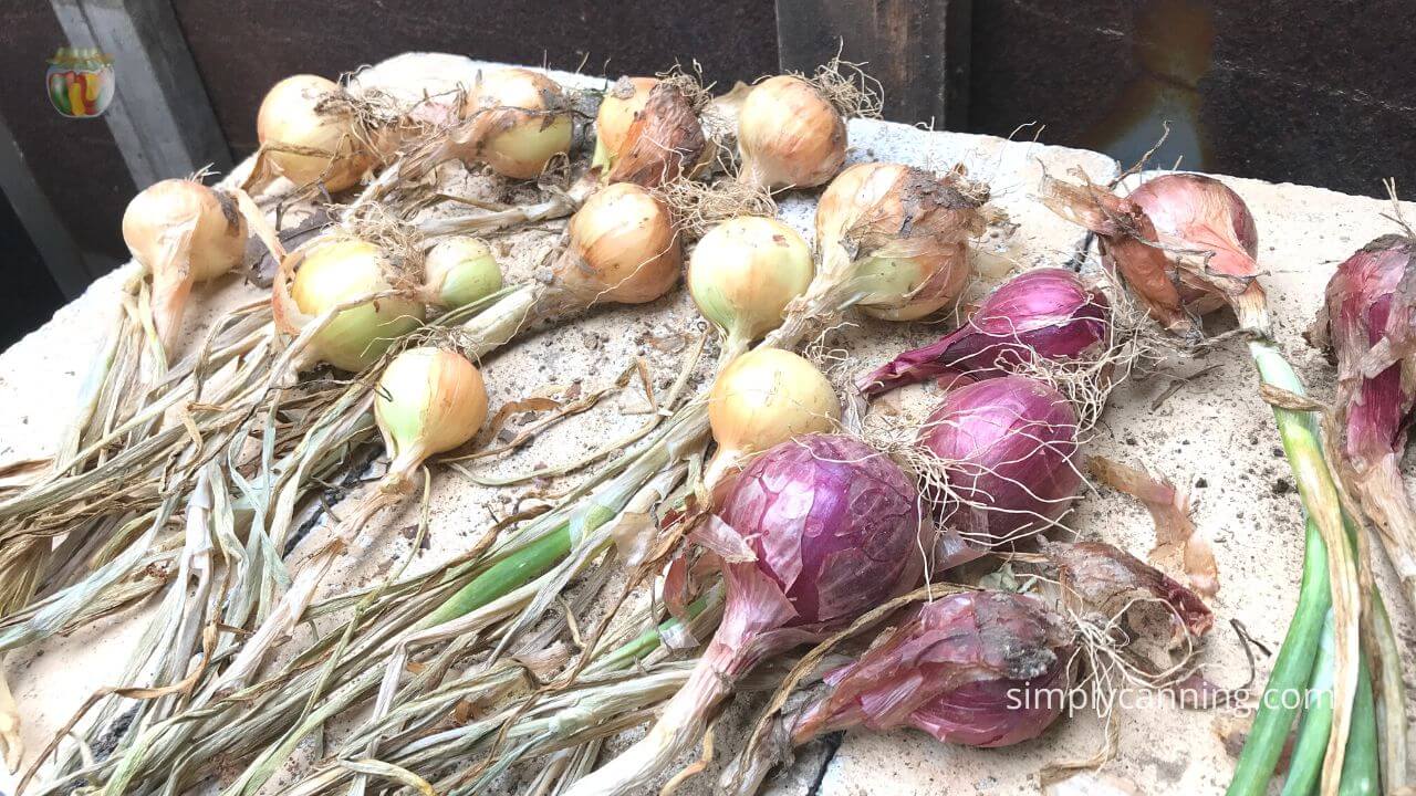 Red and white onions just harvested from the garden, lying out drying on a counter. 
