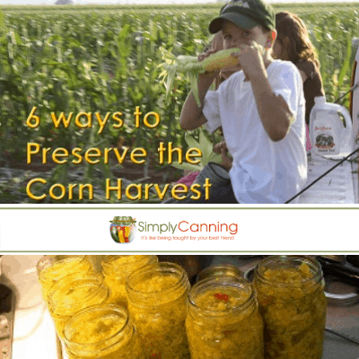 Little boy munching on a fresh corn cob with a cornfield behind him.