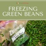 Packing fresh green beans into a labeled freezer bag.