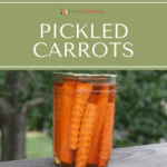 A jar of fancy cut carrot spears that have been pickled.