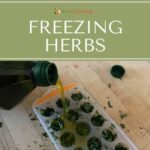 Pouring olive oil into icecube trays filled with chopped herbs.