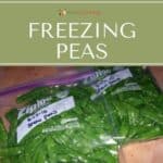 Whole green peas packed into labeled freezer bags.