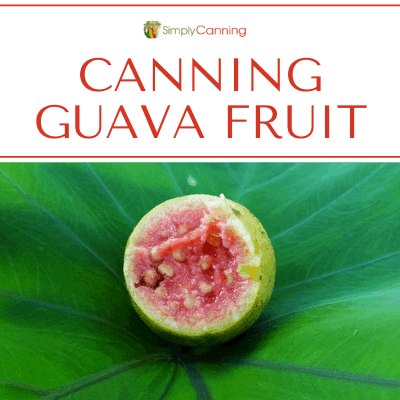 Canning Guava Fruit