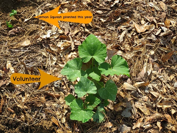 A volunteer squash plant compared to the smaller squash plants planted just this year.