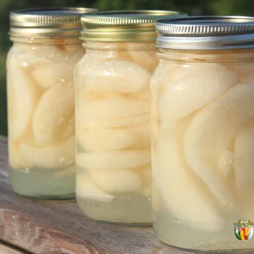 Three jars of bright Asian pear slices.