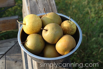 A bowl of green and yellow Asian pears.