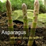 Three fat spears of asparagus growing outdoors.