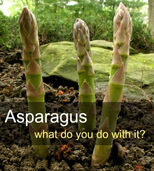 Three fat spears of asparagus growing outdoors.