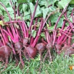 A big pile of freshly picked beets with their tops.