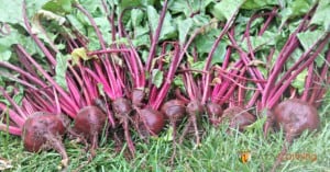 A big pile of freshly picked beets with their tops.