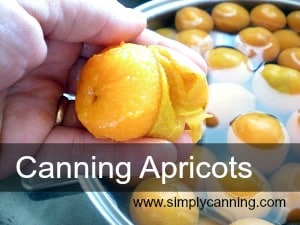 Peeling a wet apricot.