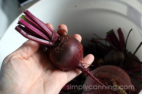 Holding a medium sized beet in hand above a bucket of beets.