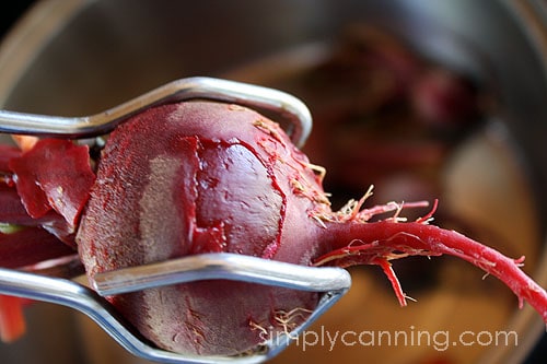 Removing a cooked beet using a pair of tongs.