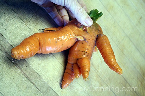 Holding a wacky shaped carrot from the garden.