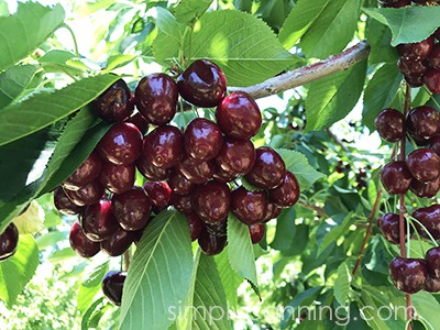 A cluster of dark red cherries on the tree.
