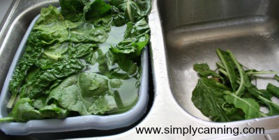 Rinsing and sorting greens in the sink.