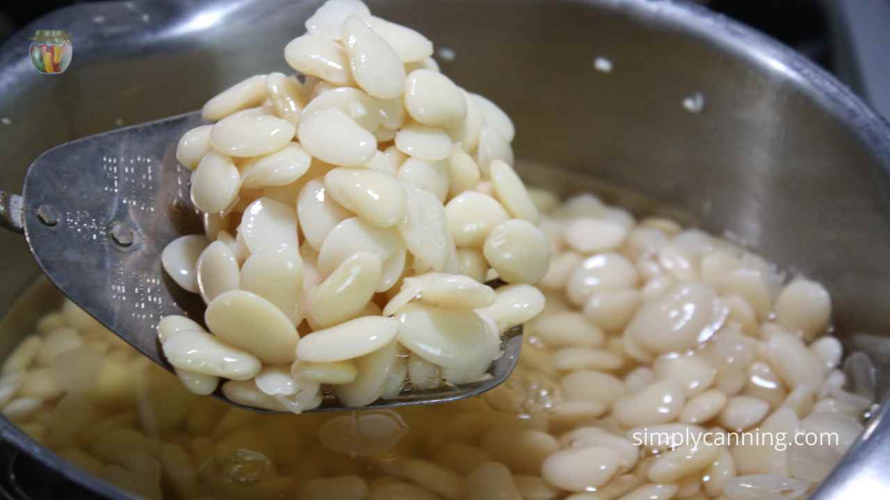Slotted spoon full of white lima beans with a pot of beans in the background soaking. 