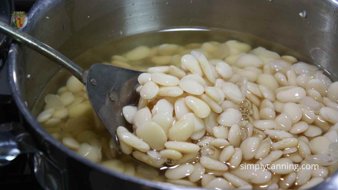 Slotted spoon full of white lima beans with a pot of beans in the background soaking. 